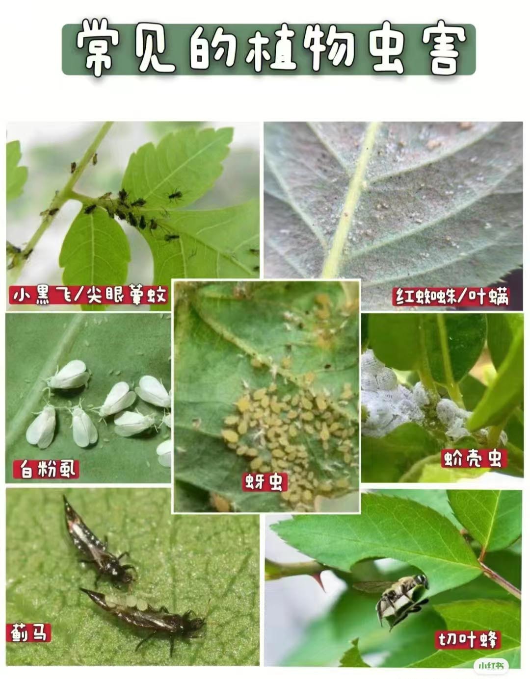 /blog/20240511_养花日记：养花虫害用药笔记.jpg